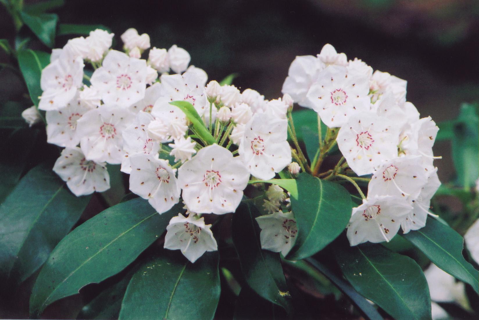 valentine-flowers-mountain-laurel-flowers-best-memorial-day